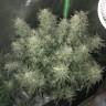 Автоцветущие сорта конопли Auto Bomb feminised Ganja Seeds