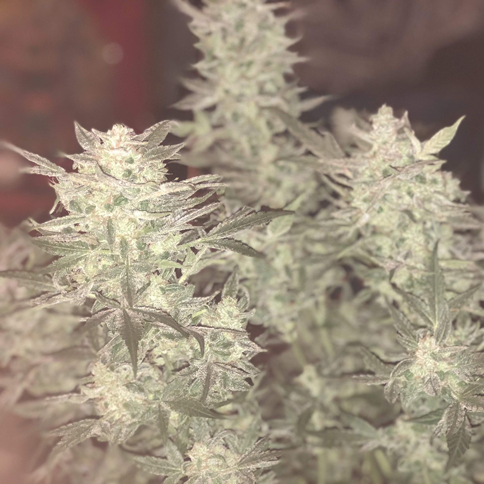 Семена каннабиса Auto Bomb feminised Ganja Seeds