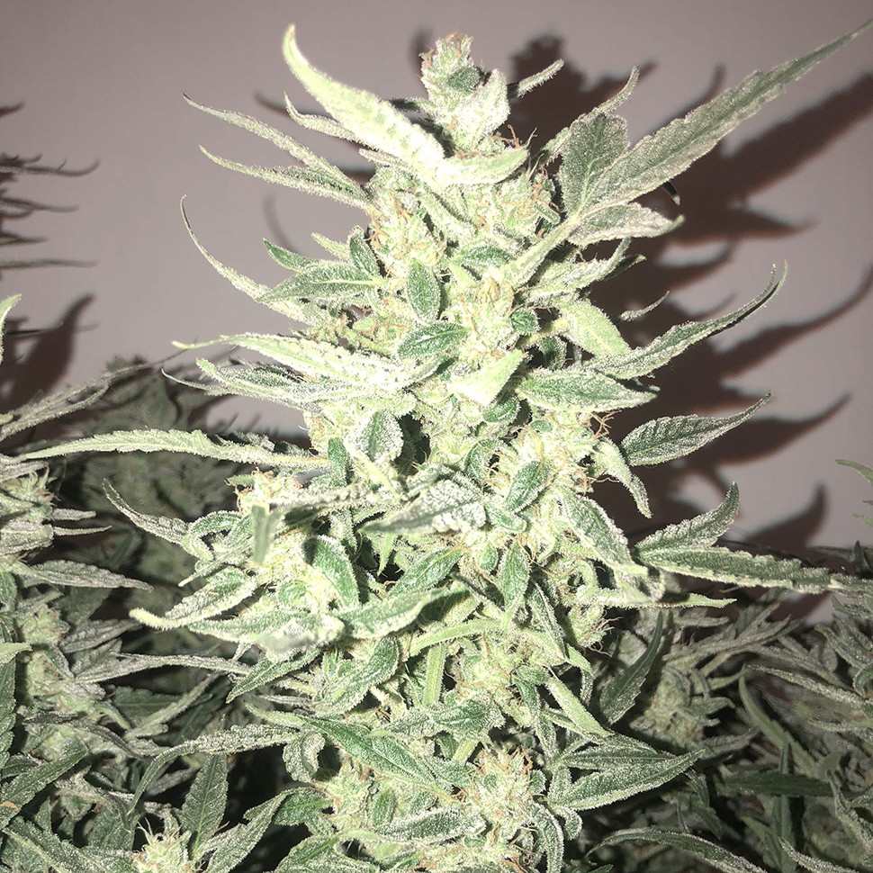 Семена сортовой конопли Auto Bomb feminised Ganja Seeds