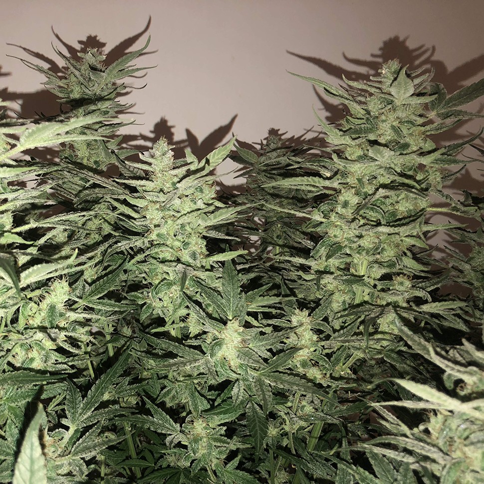 Семена марихуаны Auto Bomb feminised Ganja Seeds