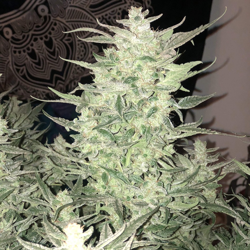 Семена ганжа  Auto Bomb feminised Ganja Seeds