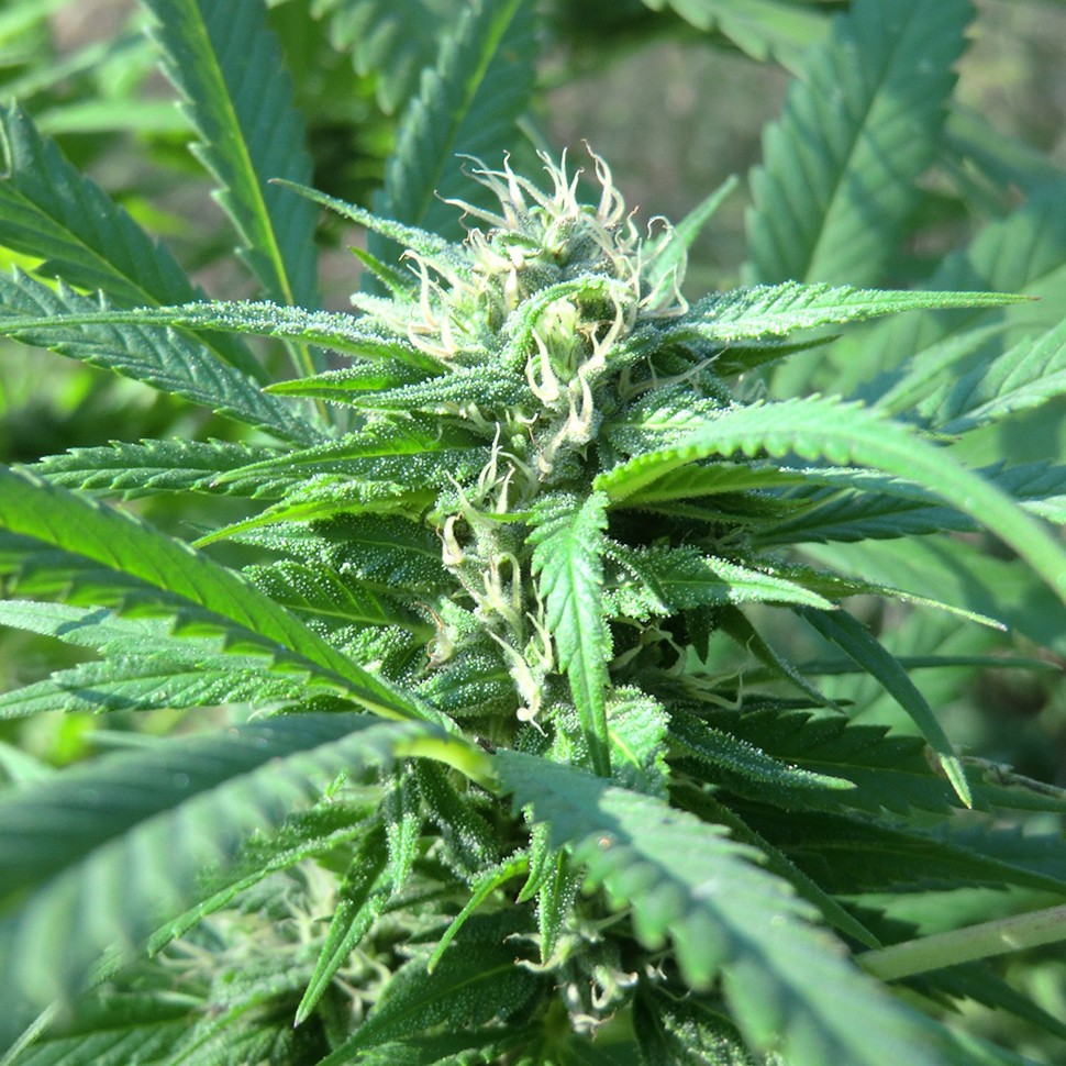 Семена  Hollands Hope regular Ganja Seeds