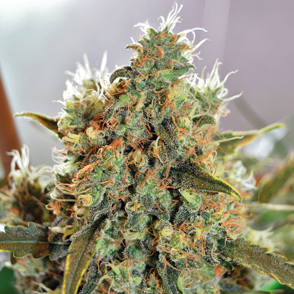 Семена Critical Mass CBD feminised Ganja Seeds