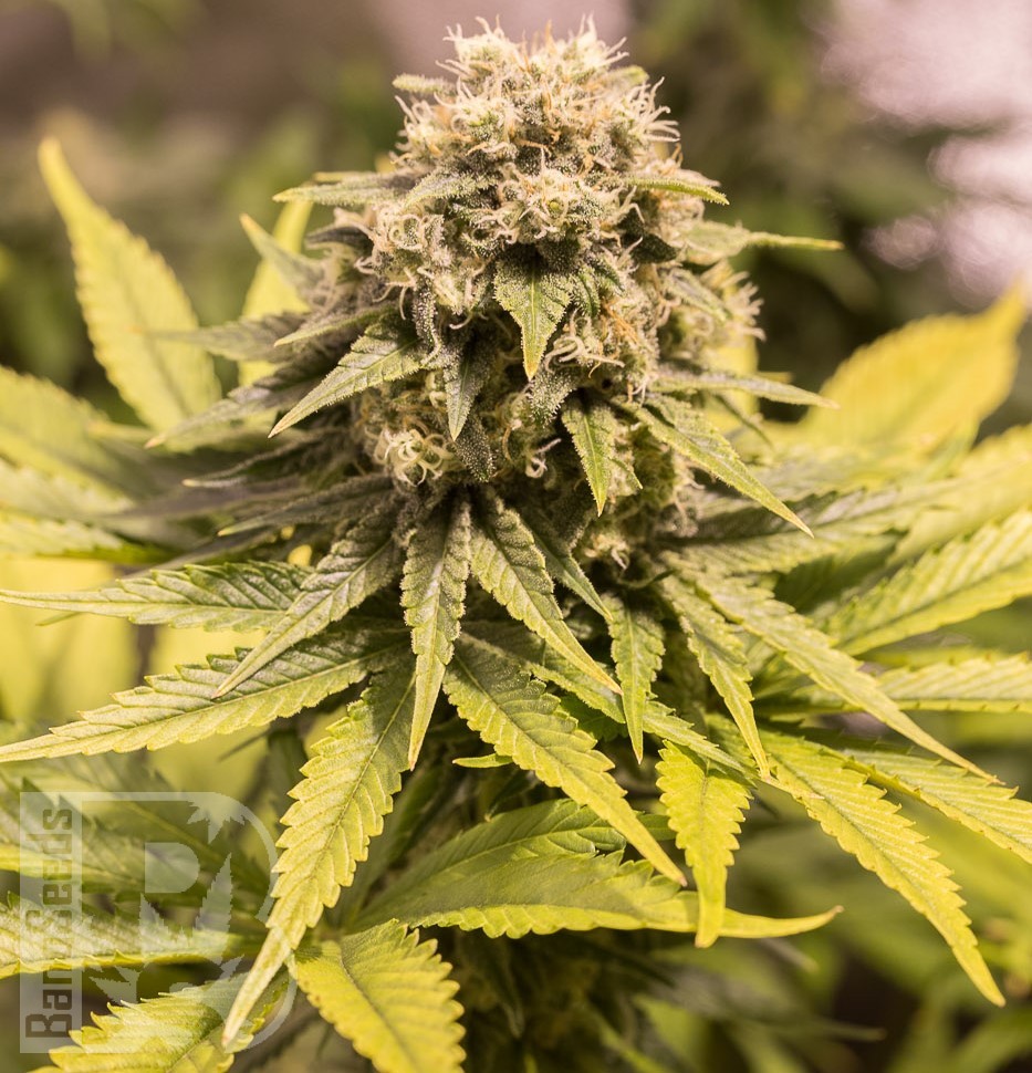 Семена Critical Mass CBD feminised Ganja Seeds Семена Critical Mass CBD feminised Ganja Seeds