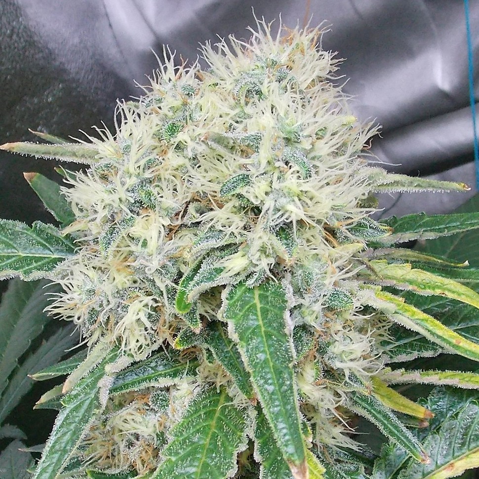 Семена ганжа  Talas feminised Bang Seeds