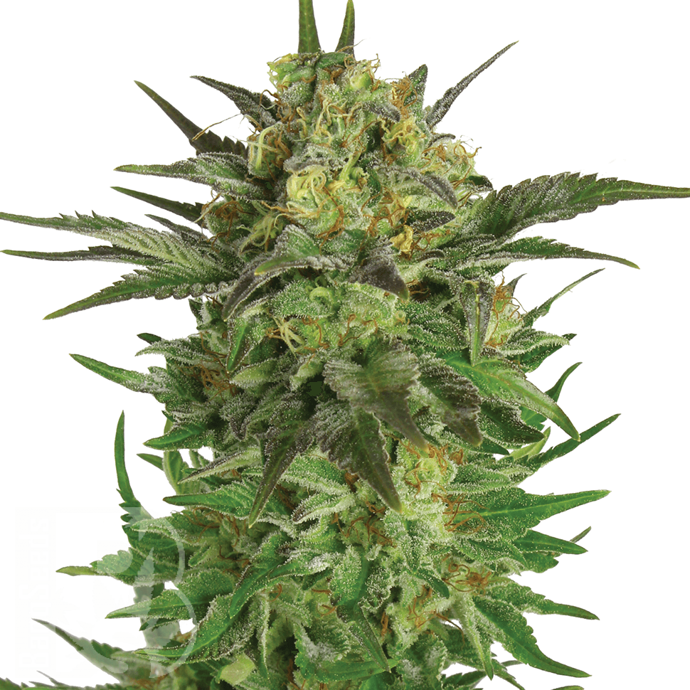 Семена ганжа  Talas feminised Bang Seeds