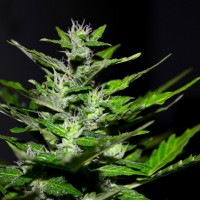 Auto Maria feminised Ganja Seeds