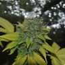 Grapefruit Diesel feminised Ganja Seeds