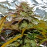 Grapefruit Diesel feminised Ganja Seeds