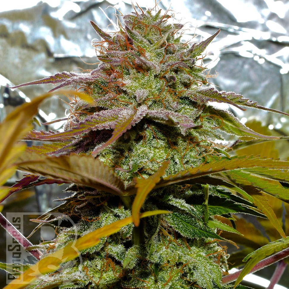 Grapefruit Diesel feminised Ganja Seeds
