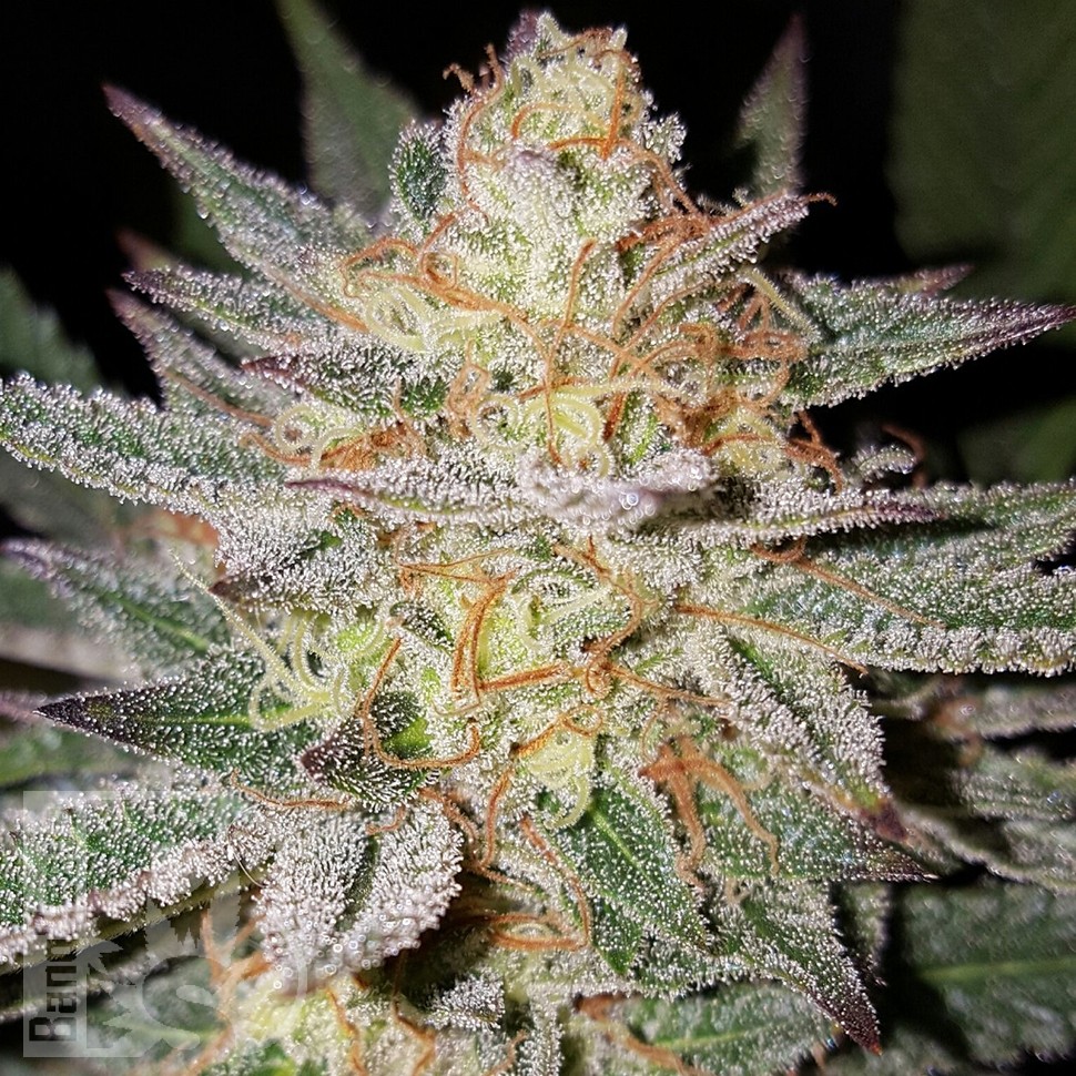 Grapefruit Diesel feminised Ganja Seeds