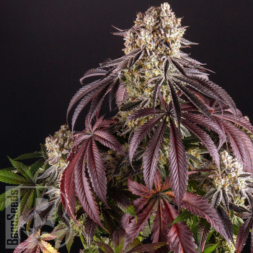 Семена конопли  Auto Purple Punch OG XL feminised Ganja Seeds