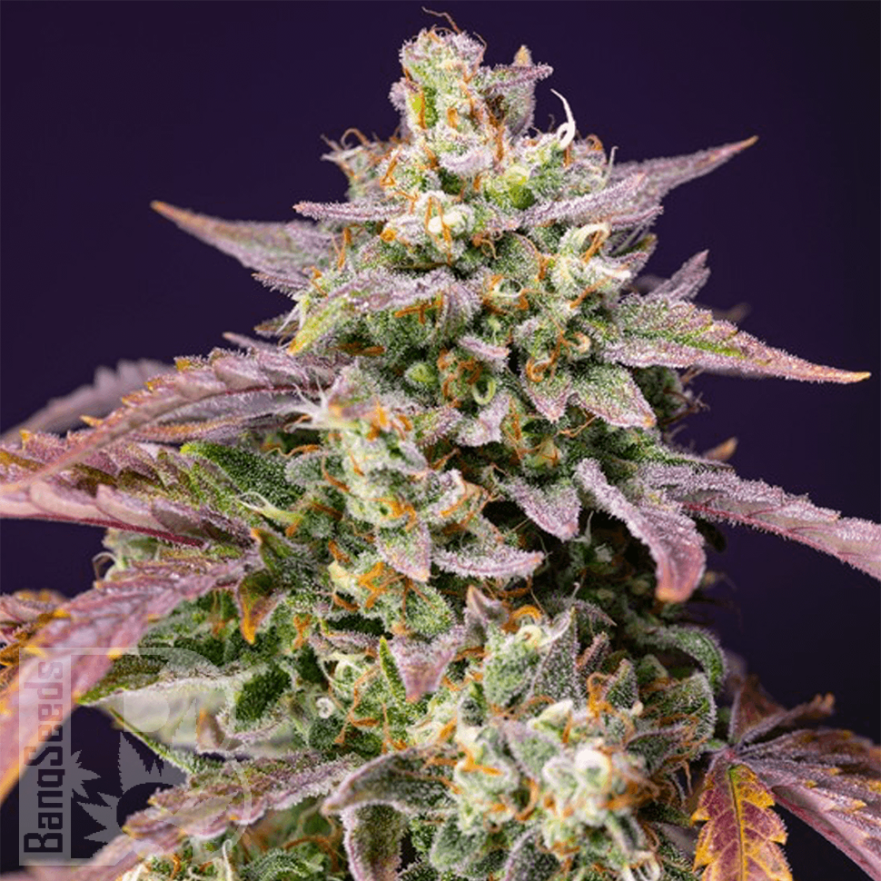 семена конопли цена Auto Purple Punch OG XL feminised Ganja Seeds