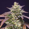 лучшие семена конопли Auto Purple Punch OG XL feminised Ganja Seeds