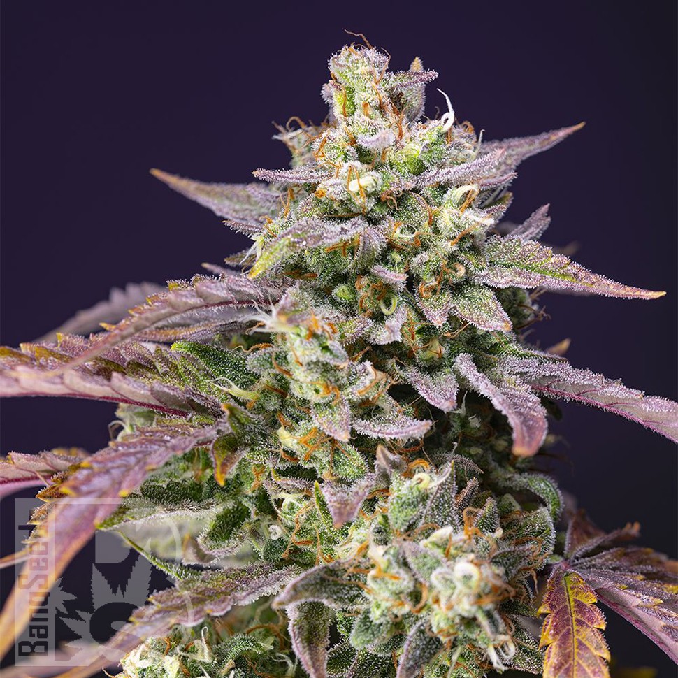 лучшие семена конопли Auto Purple Punch OG XL feminised Ganja Seeds
