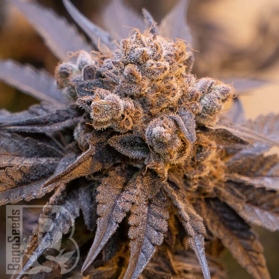 семенам конопли наложенным платежом Auto Purple Punch OG XL feminised Ganja Seeds