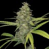 Семена каннабиса  Himalaya Gold CBD feminised Ganja Seeds