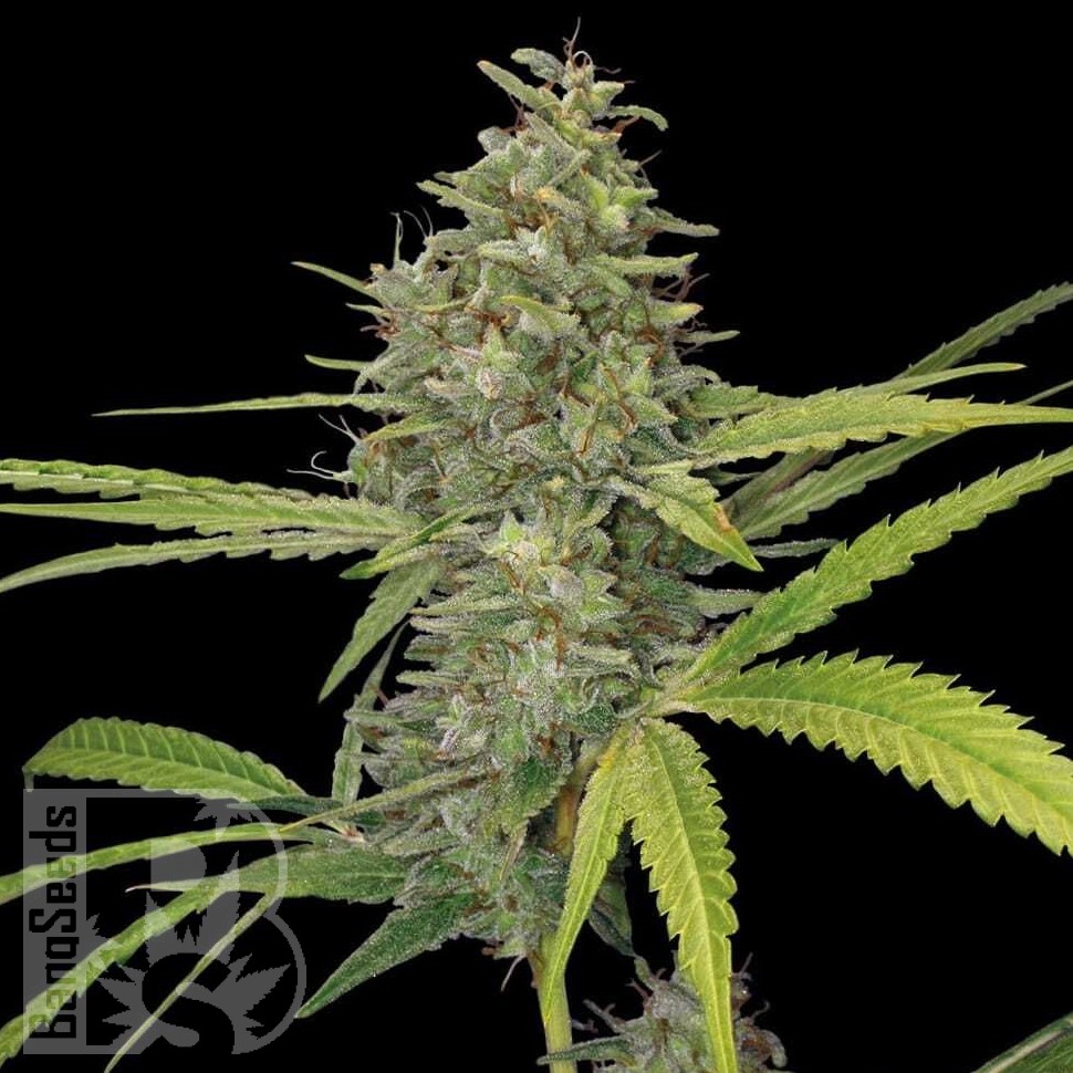 Семена каннабиса  Himalaya Gold CBD feminised Ganja Seeds