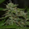 Семена марихуаны  Auto Irgiz feminised Bang Seeds