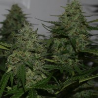 Auto Irgiz feminised Bang Seeds