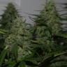 Семена марихуаны  Auto Irgiz feminised Bang Seeds