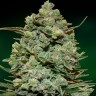 Семена каннабиса  Auto Fast Bud #2 feminised Ganja Seeds