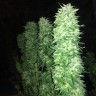 Grapefruit Haze feminised Ganja Seeds