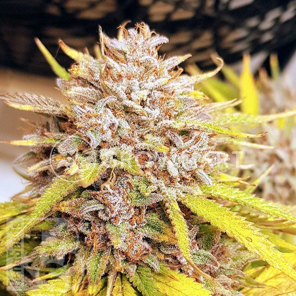 Семена каннабиса  Auto Fat Banana feminised Ganja Seeds