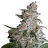 заказать семена конопли наложенным платежом Northern Lights feminised