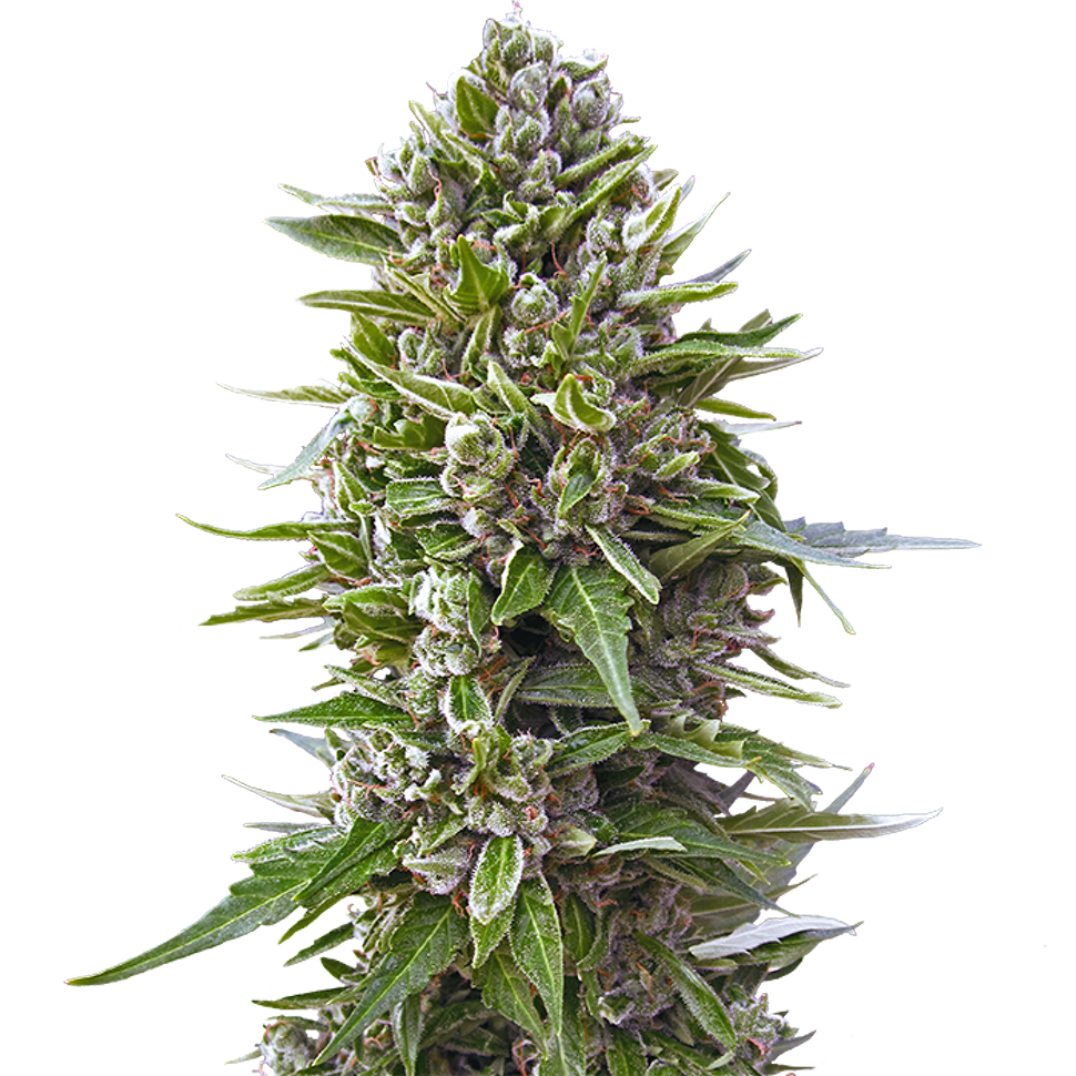 заказать семена конопли почтой  Northern Lights feminised