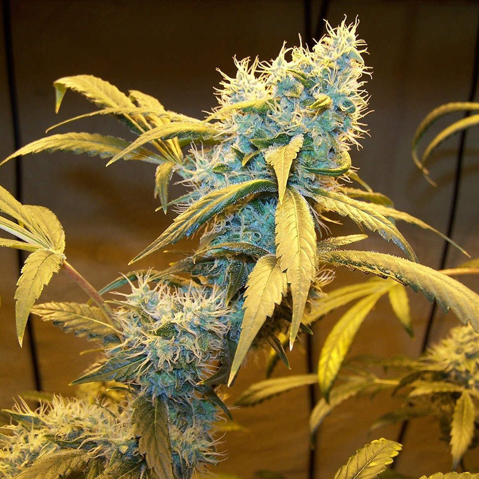 Семена  Northern Lights feminised Ganja Seeds