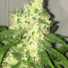 Семена каннабиса  Kalashnikova feminised Ganja Seeds