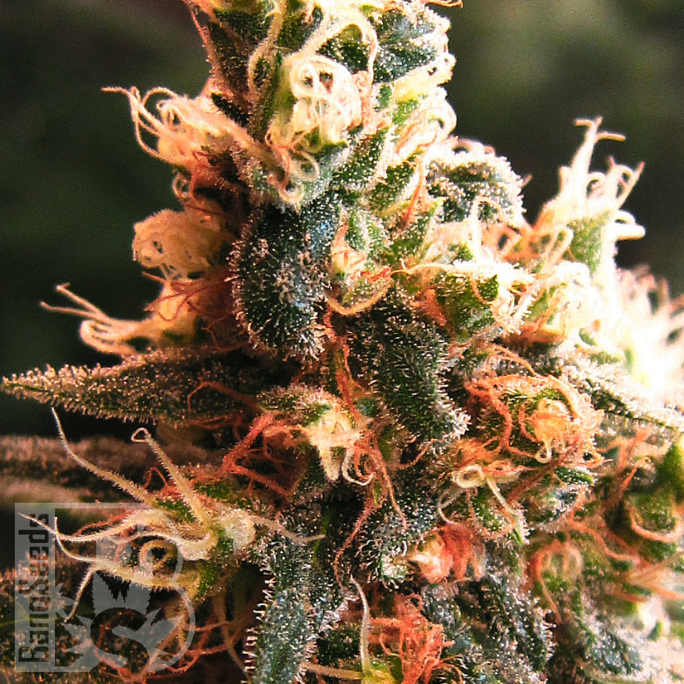 Семена каннабиса  Kalashnikova feminised Ganja Seeds