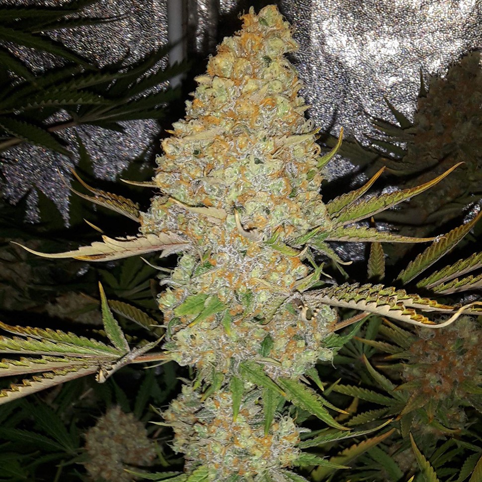 Семена конопли  Critical Kush regular Ganja Seeds