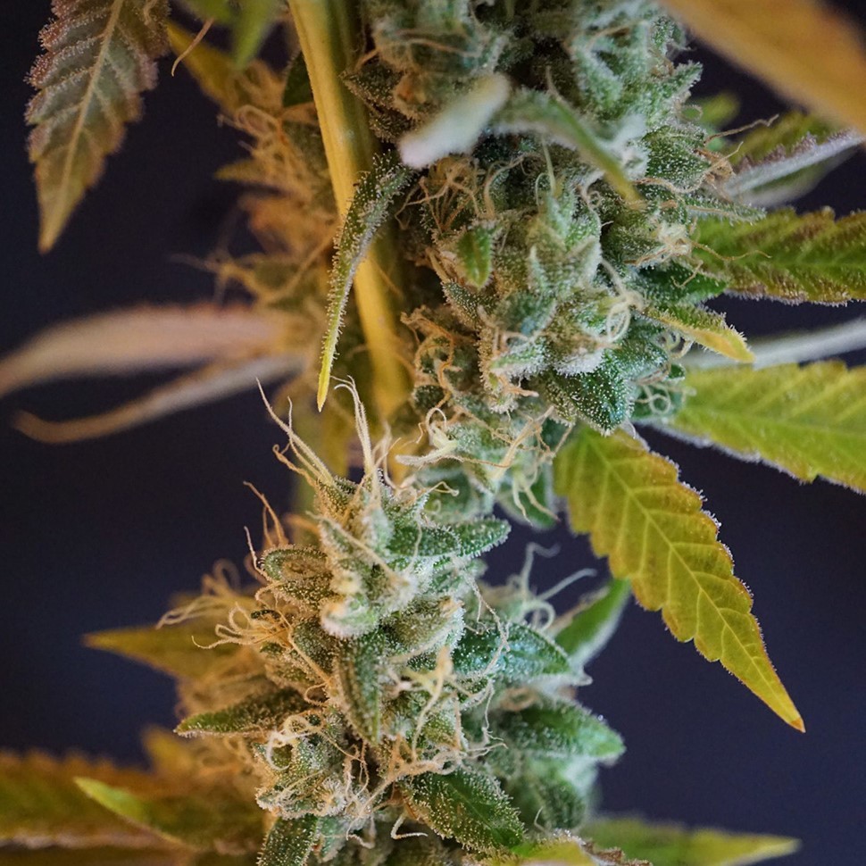 Семена конопли  Shiva Skunk feminised Ganja Seeds