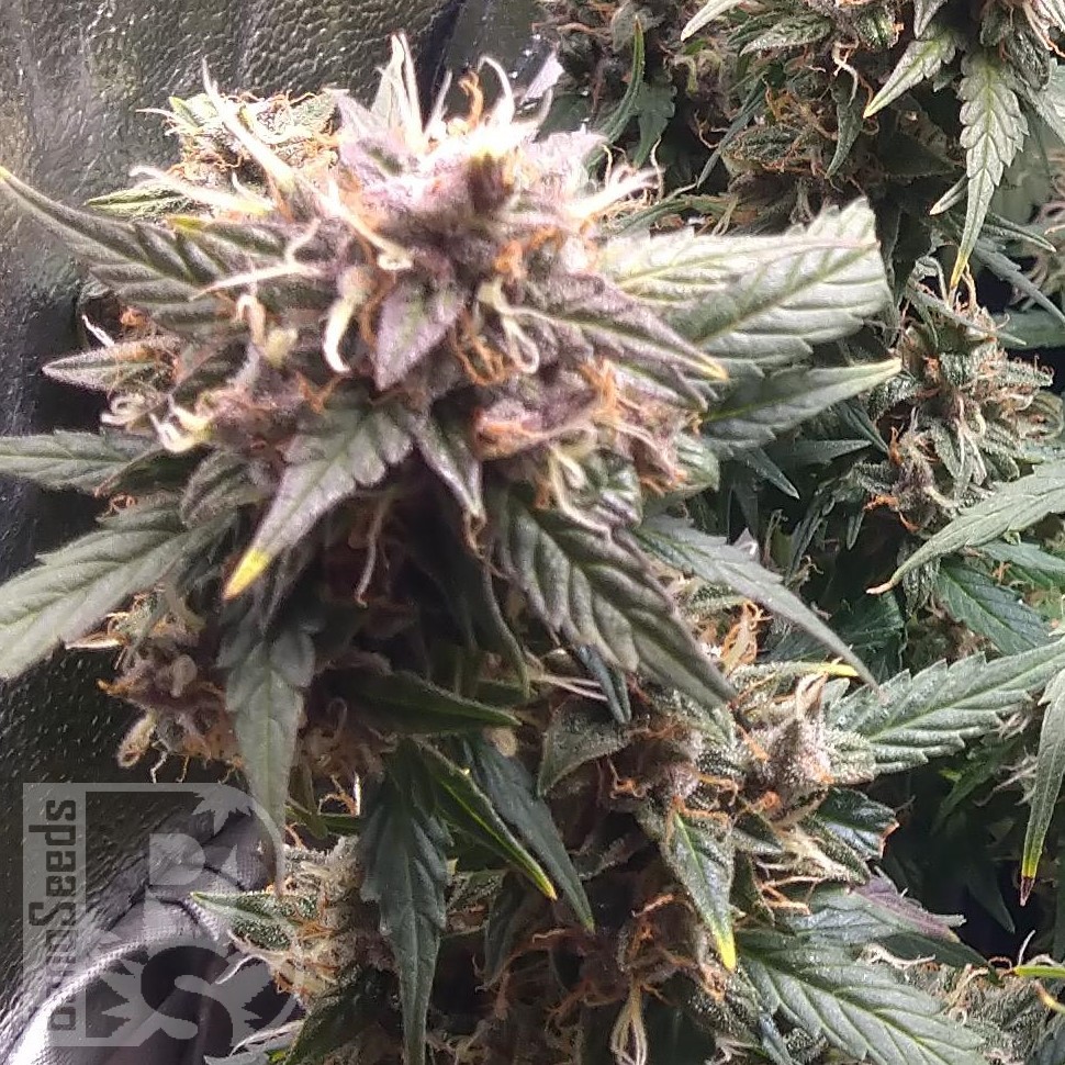 Семена конопли  Shiva Skunk feminised Ganja Seeds