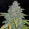 Семена марихуаны  Auto Irimshik feminised Bang Seeds