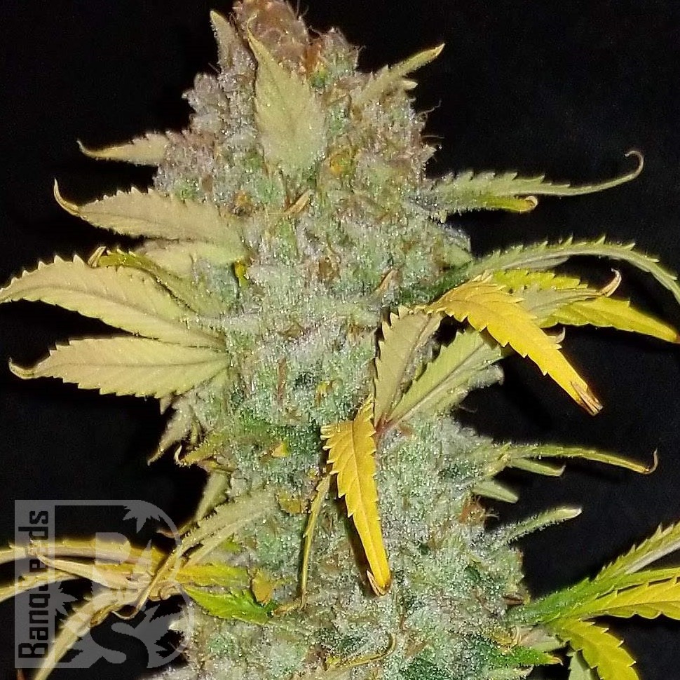 Семена марихуаны  Auto Irimshik feminised Bang Seeds