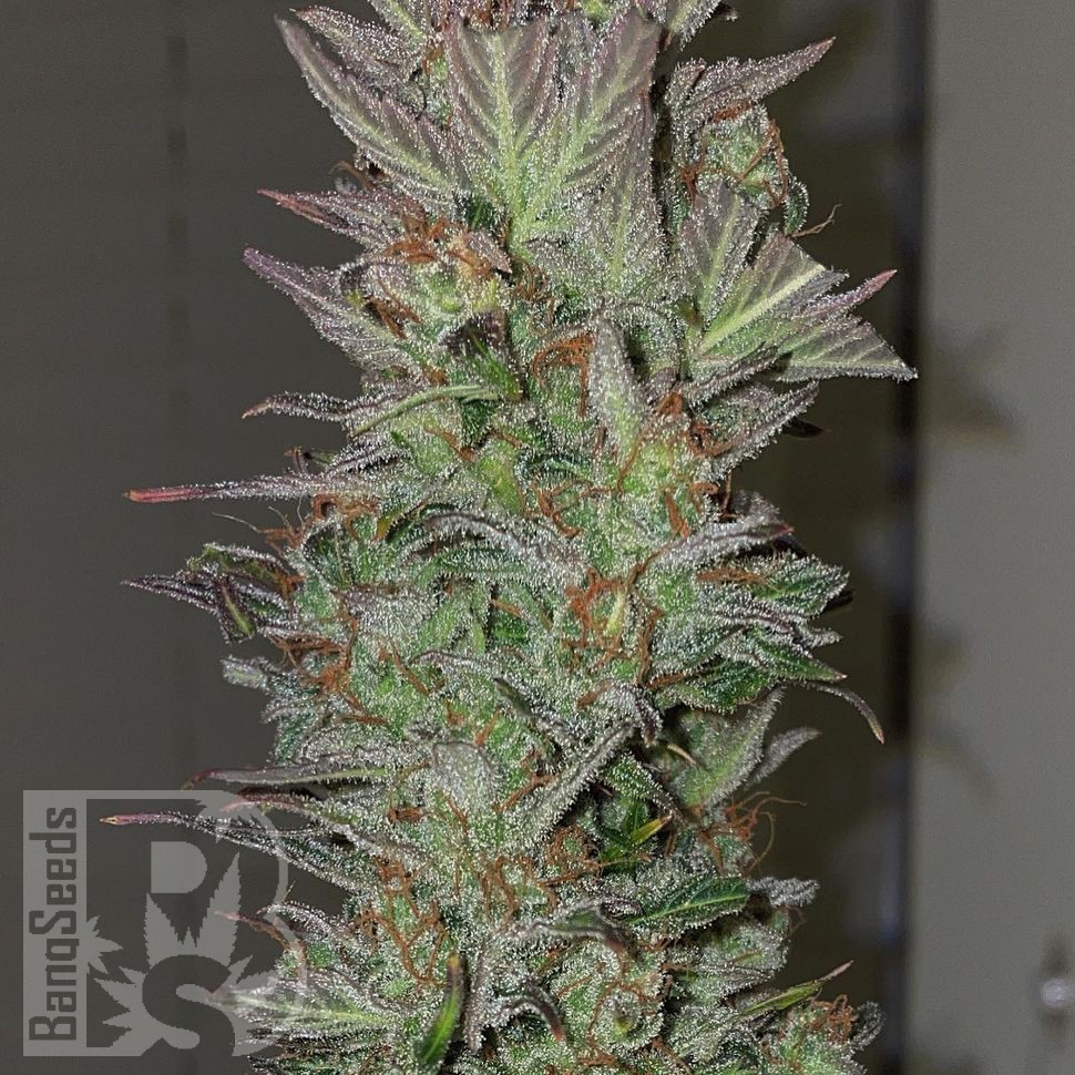 Семена марихуаны  Auto Irimshik feminised Bang Seeds