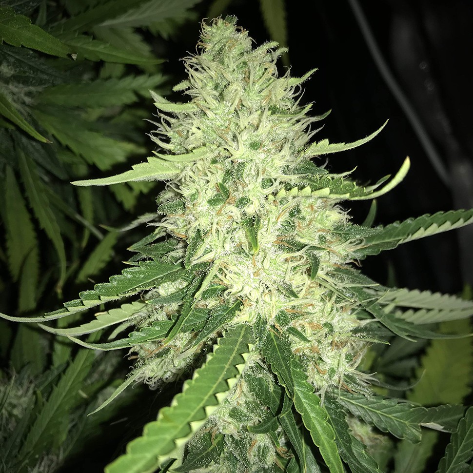 Семена конопли  Turpan feminised Bang Seeds