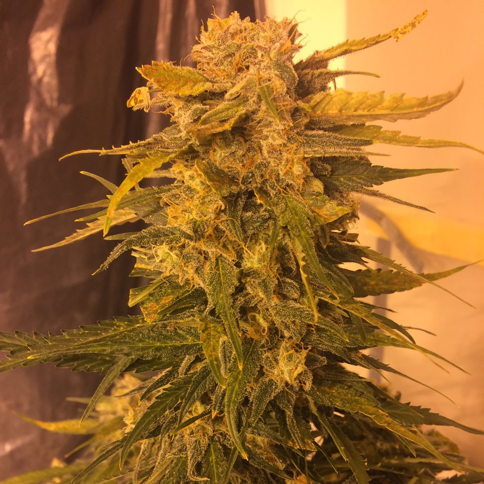 Семена ганжа  Cream Mandarine feminised Fast Version Ganja Seeds 
