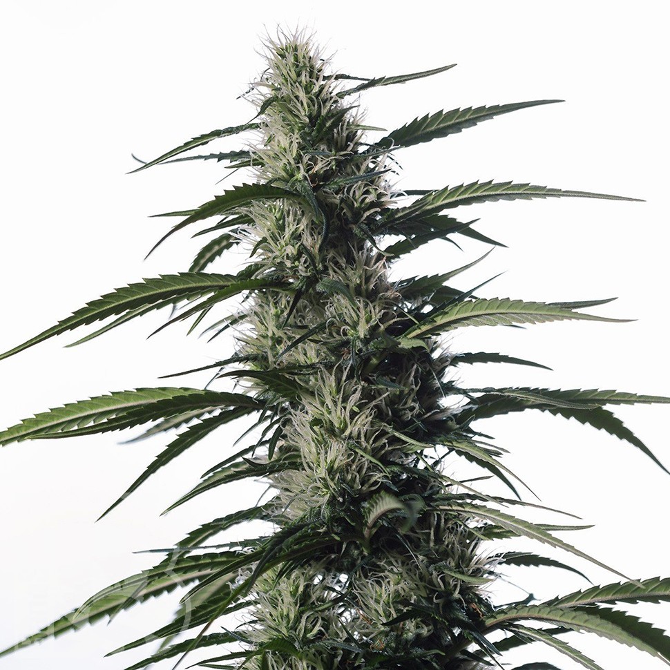 Семена каннабиса  Auto Medical CBD feminised Ganja Seeds
