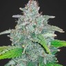 Jamaican Orange Skunk feminised Ganja Seeds