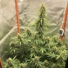 покупка семян конопли Auto Lemon Kix feminised Ganja Seeds