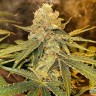 Семена ганжа  Auto Irtysh feminised Bang Seeds