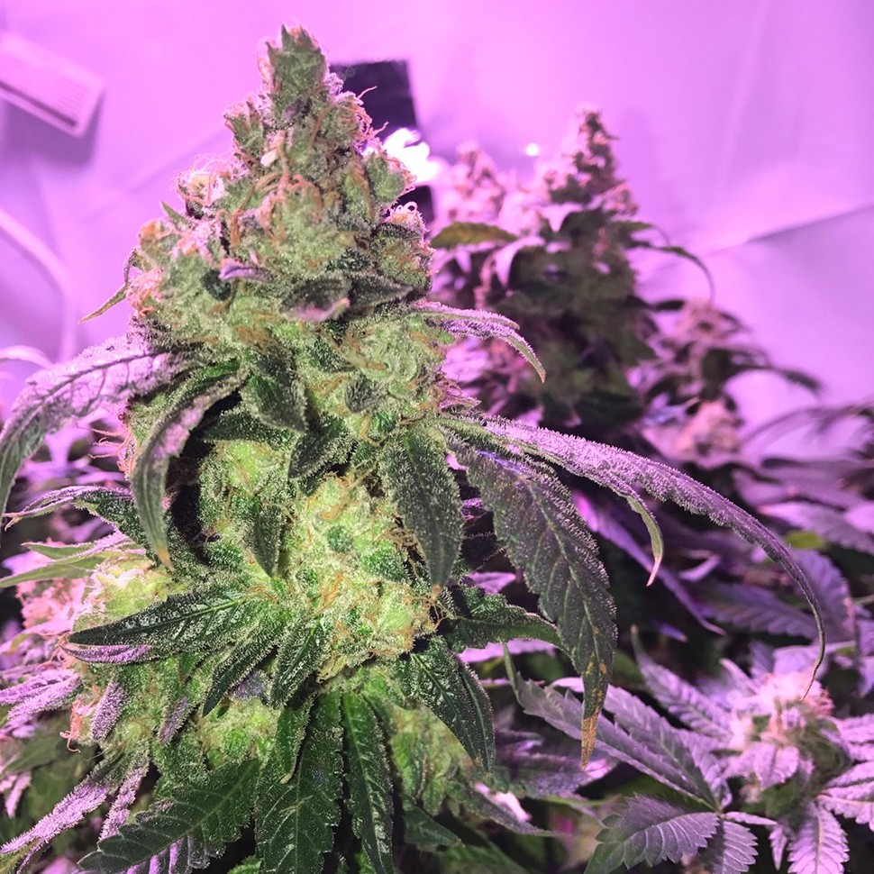 Семена каннабиса  Umai feminised Bang Seeds