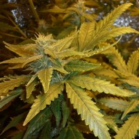 Auto Maxi GoM feminised Ganja Seeds