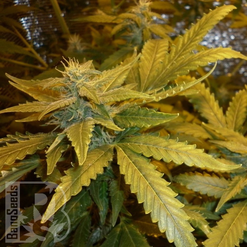 Семена конопли  Auto Maxi GoM feminised Ganja Seeds