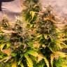 Jet 47 feminised Ganja Seeds