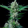 Jet 47 feminised Ganja Seeds